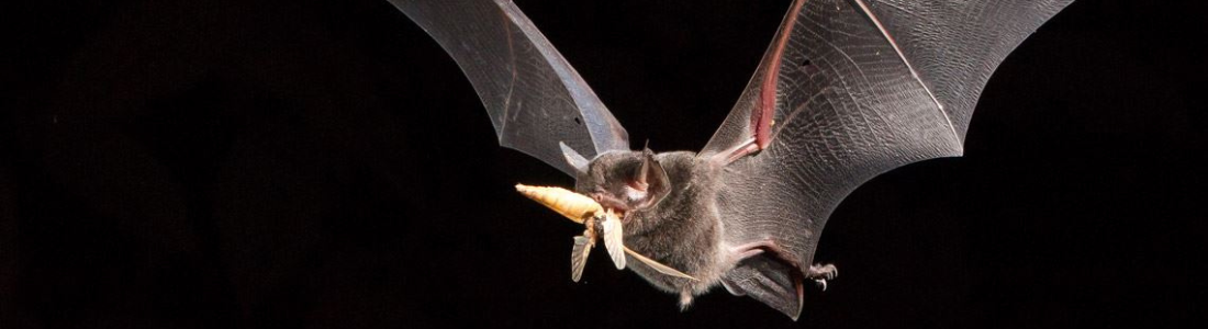 Manejo de Morcegos em Diadema  24 HORAS